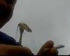 post-154-0-54161100-1309600613_thumb.jpg