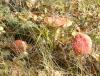 post-774-0-78216200-1322515299_thumb.jpg